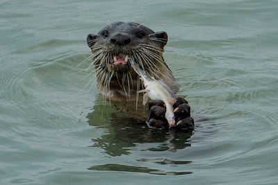 A smooth-coated otter eats a fish at Changi beach in Singapore. The population has swollen in recent years as the city-state has cleaned up polluted rivers. AFP