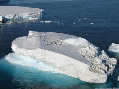 Penguins pictured in Antarctica. Scientists say global warming, which is causing ice in Antarctica to melt, must be taken seriously by policymakers. Photo: Whichaway Camp