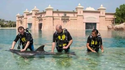 Scuba diving with dolphins at Atlantis, The Palm. Antonie Robertson / The National)