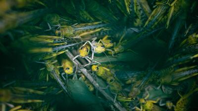 A container of desert locusts caught by soldiers in Katakwi, Uganda. Getty Images