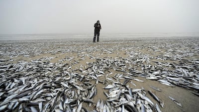An employee from Chile's National Fisheries and Aquaculture Service looks at dead fish washed up on shore, in Horcones. Reuters