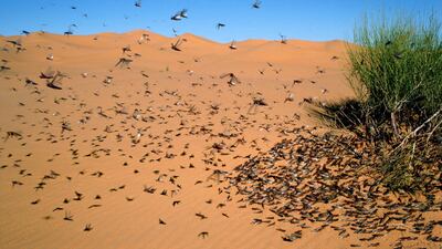 Jordan was hit by a second swarm of locusts in the space of 24 hours on May 6, 2019. Getty Images