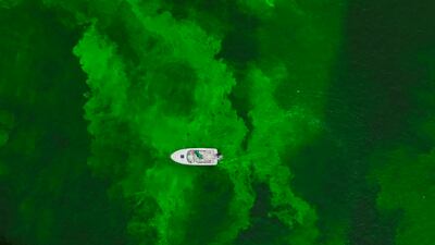 The Chicago river is dyed green as part of annual St Patrick's Day festivities in Chicago, Illinois. AP