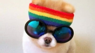 Boo the dog. Photo courtesy @iamboo_officialfanpage / Instagram