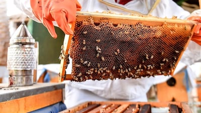 Bahraini apiarist is Juma Maki Juma Hamada, who runs Hamada Bee in Barbar. Hamada Bee