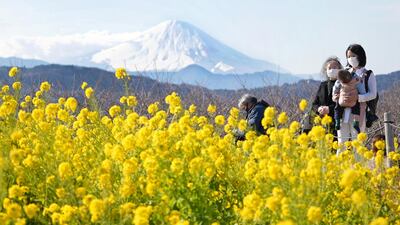 Visitors stroll through blooming rapeseed blossoms at Azumayama Park by Mount Fuji in Japan. EPA