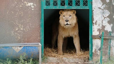 Simba the lion, one of two surviving animals in Mosul's zoo, along with Lola the bear, is seen at an enclosure in the shelter after arriving to an animal rehabilitation shelter in Jordan. Muhammad Hamed / Reuters