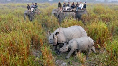 A rhinoceros with her calf at the Kaziranga National Park in India. AFP Photo
