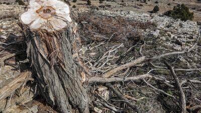 'If we don't stop juniper felling, we will be headed for water shortages and drought,' Mr Rached warned