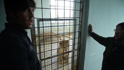 Afghan zookeepers look on as male lion Marjan looks out from his cage. Shah Marai / AFP