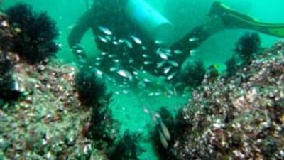 Fish are being attracted to two artificial reefs placed in waters close to Le Méridien Al Aqah Beach Resort in Fujairah.