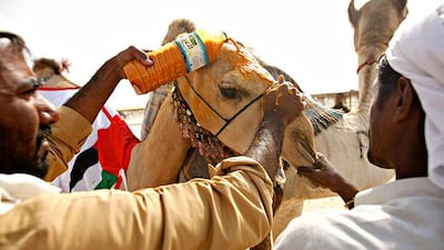 MADINAT ZAYED, UNITED ARAB EMIRATES - December 16, 2012 - In the camel festivals as well as races a brown camel always has their neck and head rubbed with a saffron liquid designating their first place status as this one has at the Al Dhafra Festival at Madinat Zayed, Al Gharbia, Abu Dhabi. Jeff Topping / The National