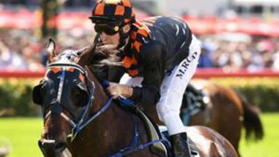 Melbourne Cup-winning horse Shocking.