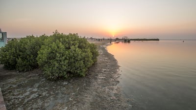 Endless mangrove views and spectacular sunsets await at Umm Al Quwain's Not A Space In The Wild
