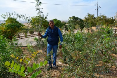 Omar Sharif holds a pistachio tree branch in the forest in Marka, East Amman