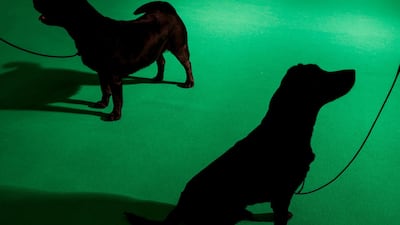 Dogs take part in a gundog competition on the second day of the Crufts Dog Show in Birmingham, Britain. Reuters