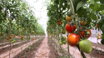 The three farms under the Zaarie programme have been supplying organically grown tomatoes to Dubai-based Union Co-op outlets. Pawan Singh / The National
