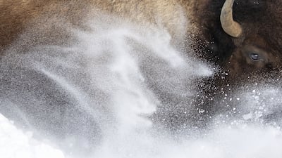 Snow bison by Max Waugh, from the USA, which has been Highly Commended in the Animal Portraits category. Max Waugh / Wildlife Photographer of the Year / PA