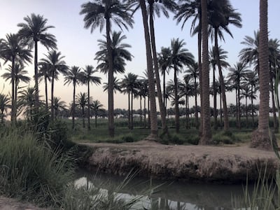 A date plantation in Karma, some 28km from Fallujah, Iraq. Sofia Barbarani / The National