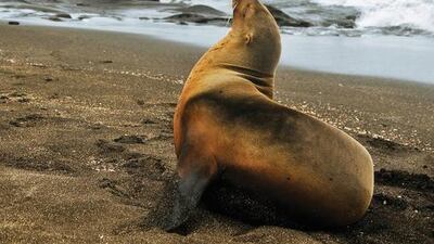 7 AROUND THE GALAPAGOS ISLANDS: On the east coast of South America, Rio de Janeiro is the must-see, but on the west coast that title is awarded to the open-air wildlife paradise formed by Ecuador’s Galapagos Islands. Rough waters can make approaching the islands on the average, wildly bobbing tourist boat fairly challenging (although nowhere as grim as the passage between the deep south of South America and the Antarctic, where Silversea and Seabourn both now send expedition vessels). On a small cruise ship, however, sailing in these waters is deliciously smooth. Silversea — which ruled the waves in small-ship luxury cruising until Seabourn came along and is battling its rivals on the small-expedition-ship front, now has a dedicated, 50-cabin vessel sailing in the area, complete with on-board wildlife experts and a library crammed with natural-history titles. Courtesy: Silversea Cruises