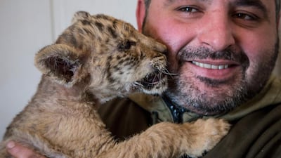 Erik Airapetyan shows his close bond with Tsar the liger. Yuri Maltsev / AFP