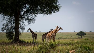 Giraffes stand by the shade of a tree in Murchison Falls National Park, Uganda. Photo: AP