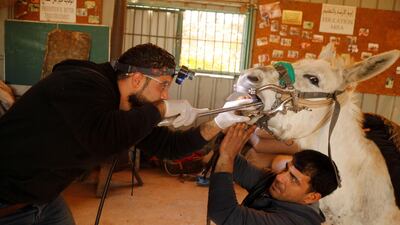 A veterinarian checks the teeth of a donkey in a shelter, run by Safe Haven for Donkeys, a British charity, in Nablus in the Israeli-occupied West Bank. Reuters