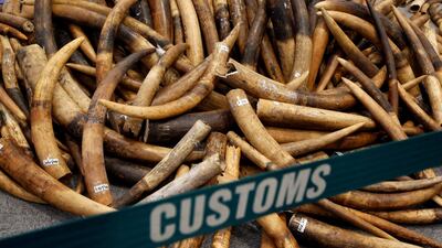 Ivory tusks seized by Hong Kong customs are displayed at a news conference in Hong Kong, China on July 6, 2017. Bobby Yip / Reuters