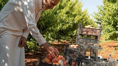A farmer picks peaches from trees in a farm in the village of Rahbet Khattab in the northwestern countryside of Hama province in central Syria. Seven years into Syria's civil war, some 6.5 million people in the country are unable to meet their food needs, the United Nations says. AFP
