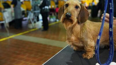 A Dachshund waits in the benching area during the Daytime Session in the Breed Judging across the Hound, Toy, Non-Sporting and Herding groups. Photo: AFP