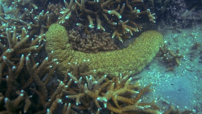 A sea slug nestles among coral in the Great Barrier Reef off of Keppel Island in eastern Australia on Nov. 9, 2022. The Great Barrier Reef has been hard-hit in recent years by historic marine heat waves and cyclones made stronger and more frequent by climate change. (AP Photo / Samuel McNeil)