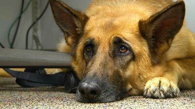 A study suggests that over thousands of years of dog domestication, people preferred dogs that could pull off the ”puppy dog" eyes look. AP photo