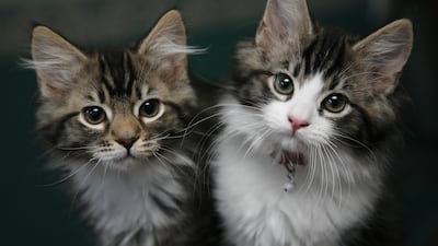 Abu Dhabi Police have issued a renewed warning over online scams falsely offering job opportunities and pets for sale. Photo: PA