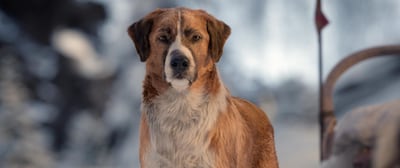 The film uses a CGI of the dog Buck, which was later added into the scenes. Twentieth Century Fox