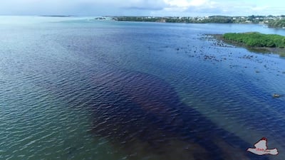 Some of the oil was trapped in mangroves or embedded in the sea bed.