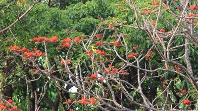 A golden oriole bird in a blooming flame-of-the-forest tree at Sai Sanctuary. Courtesy Sai Sanctuary