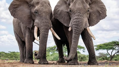 Two bull elephants are seen at Ol Donyo lodge in the foothills of the Chyulu Hills, bordering the Chyulu Hills National Park in the east of the Amboseli ecosystem, Kenya. Tusk via AP Images
