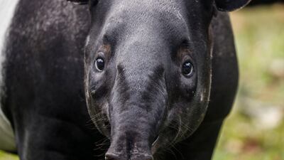 Sutera, a Malayan tapir, looks on in its enclosure at the Singapore Zoo, in Singapore. The Singapore Zoo recorded 660 animal births across 121 different species in 2019, of which 25 are listed on the International Union for the Conservation of Nature's (IUCN) Red List of Threatened Species. EPA