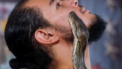 A trainer plays with a snake before giving a non-venomous snakes thirty-minute massage treatment to a customer at his shop in Cairo, Egypt. Reuters