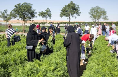 Visitors get hands on experience of farm life at the Emirates Bio Farm. Leslie Pableo / The National