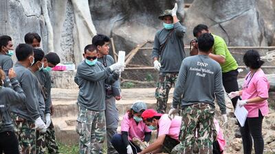 Wildlife officials sedate one if the 137 tigers at the Tiger Temple in Kanchanaburi province, west of Bangkok, Thailand. AP Photo