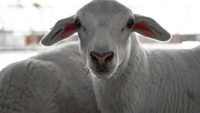 Australian White sheep are being reared in the UAE by Verticroft Holdings to reduce the need for imported livestock.