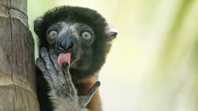 Also in the Highly Commended category was this one titled Fonzies advertising by Liliana Luca. Photo: Liliana Luca / Nikon Comedy Wildlife Awards