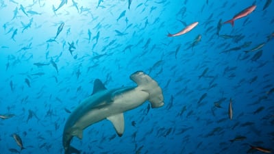 The ban also includes trading in sharks. Getty Images