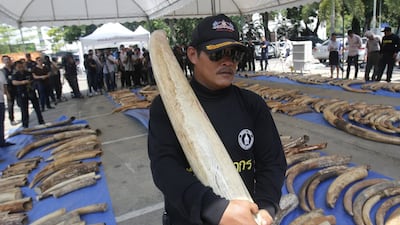 There were 511 elephant tusks worth $6 million (Dh22m), bound for Laos. Sakchai Lalit/ AP Photo