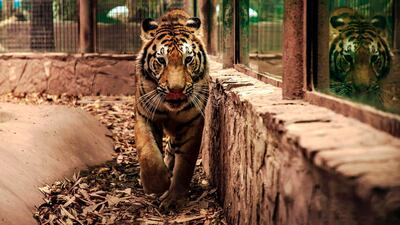 A bengal tiger (Panthera tigris tigris) is seen at the zoo in Culiacan, Sinaloa state, Mexico. AFP
