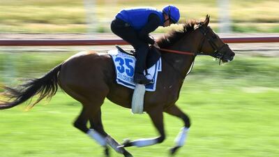 Cross Counter during early morning trackwork ahead of the Melbourne Cup. AFP