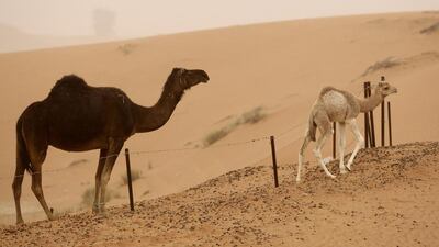 The findings among camels in Abu Dhabi farms suggest that farms could participate in the spread of Mers. Ryan Carter / The National