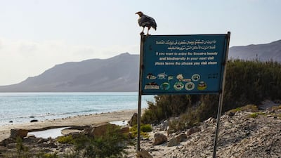 An Egyptian Vulture, an endangered bird, sits on a sign promoting the importance of the protection of nature at Aher in the northeast of the Yemeni island of Socotra. AFP