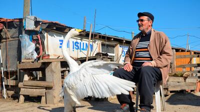 An unusual friendship between a Turkish man and a swan he rescued has endured for decades. All Photos by AP
